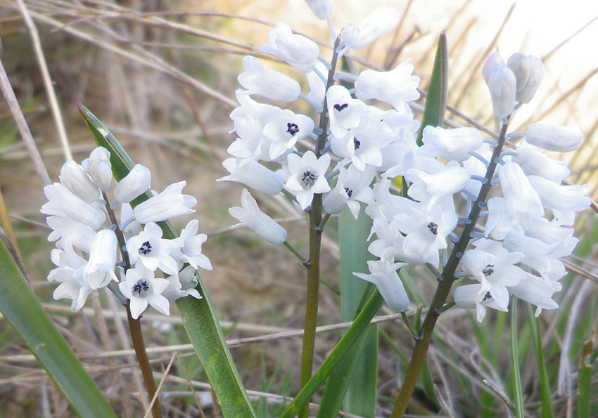  блідий (Hyacinthella leucophaea)